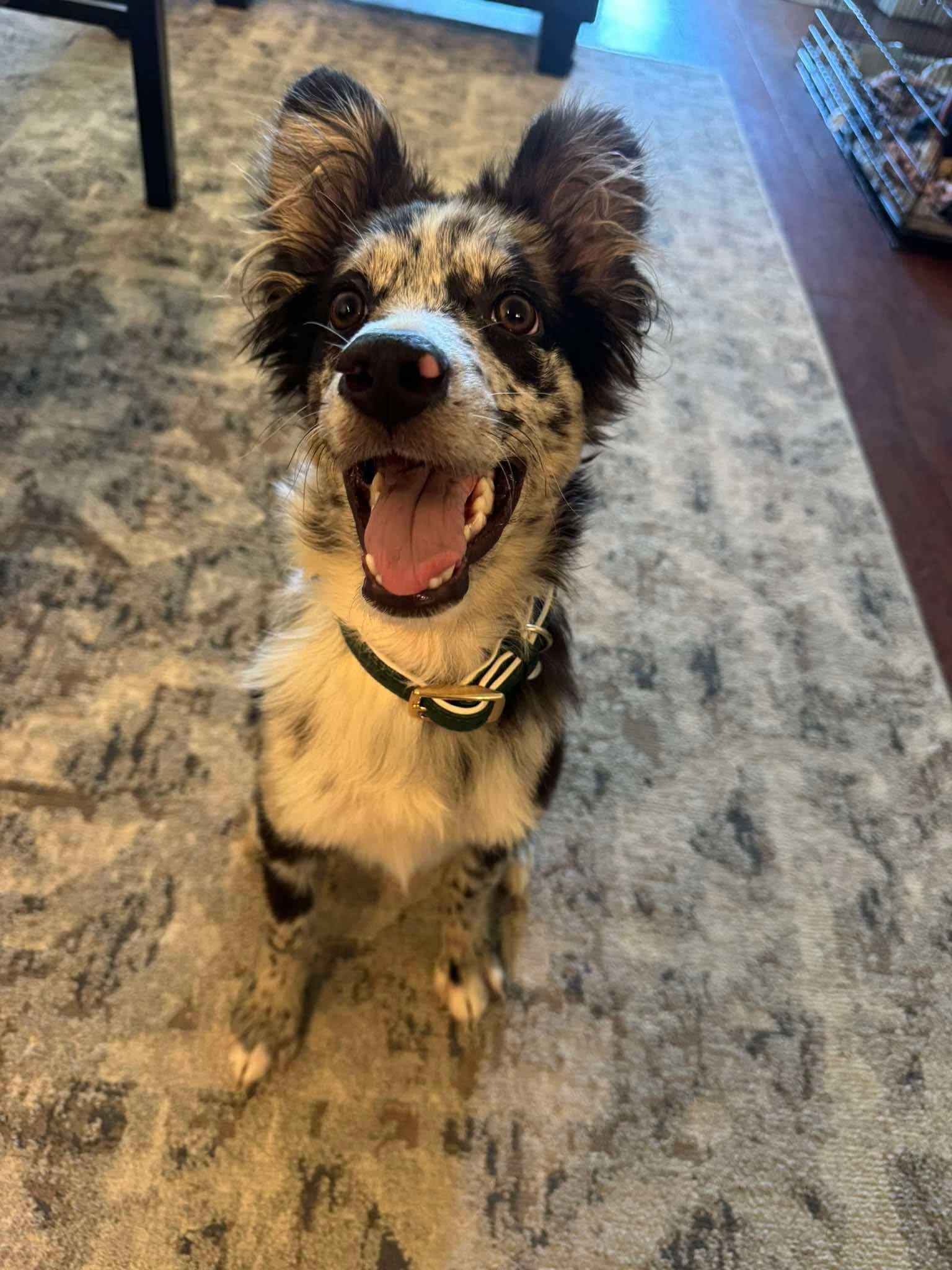 Enlarge Oreo, a Adopted mixed breed in Geneseo , IL image 1/4
