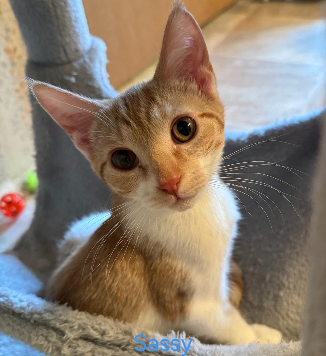 Sassy, adopted, Young Female Tabby & Tuxedo.