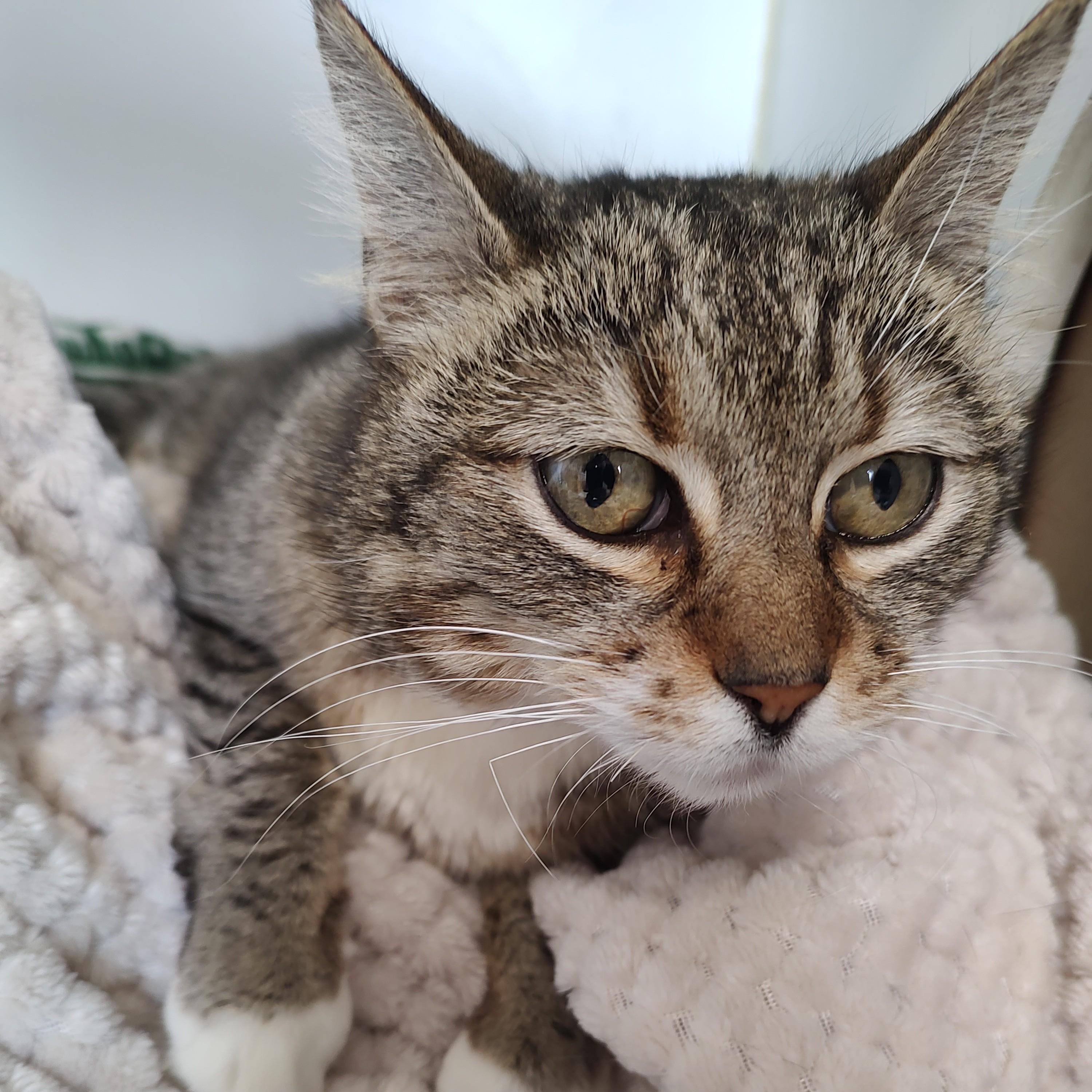 Enlarge Amethyst, a Adoptable mixed breed in Driggs, ID image 1/4