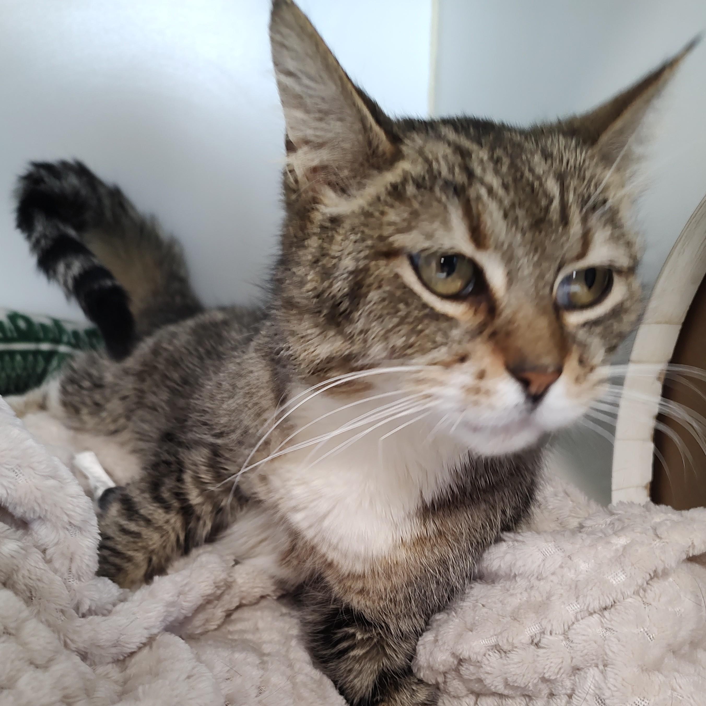 Enlarge Amethyst, a Adoptable mixed breed in Driggs, ID image 3/4