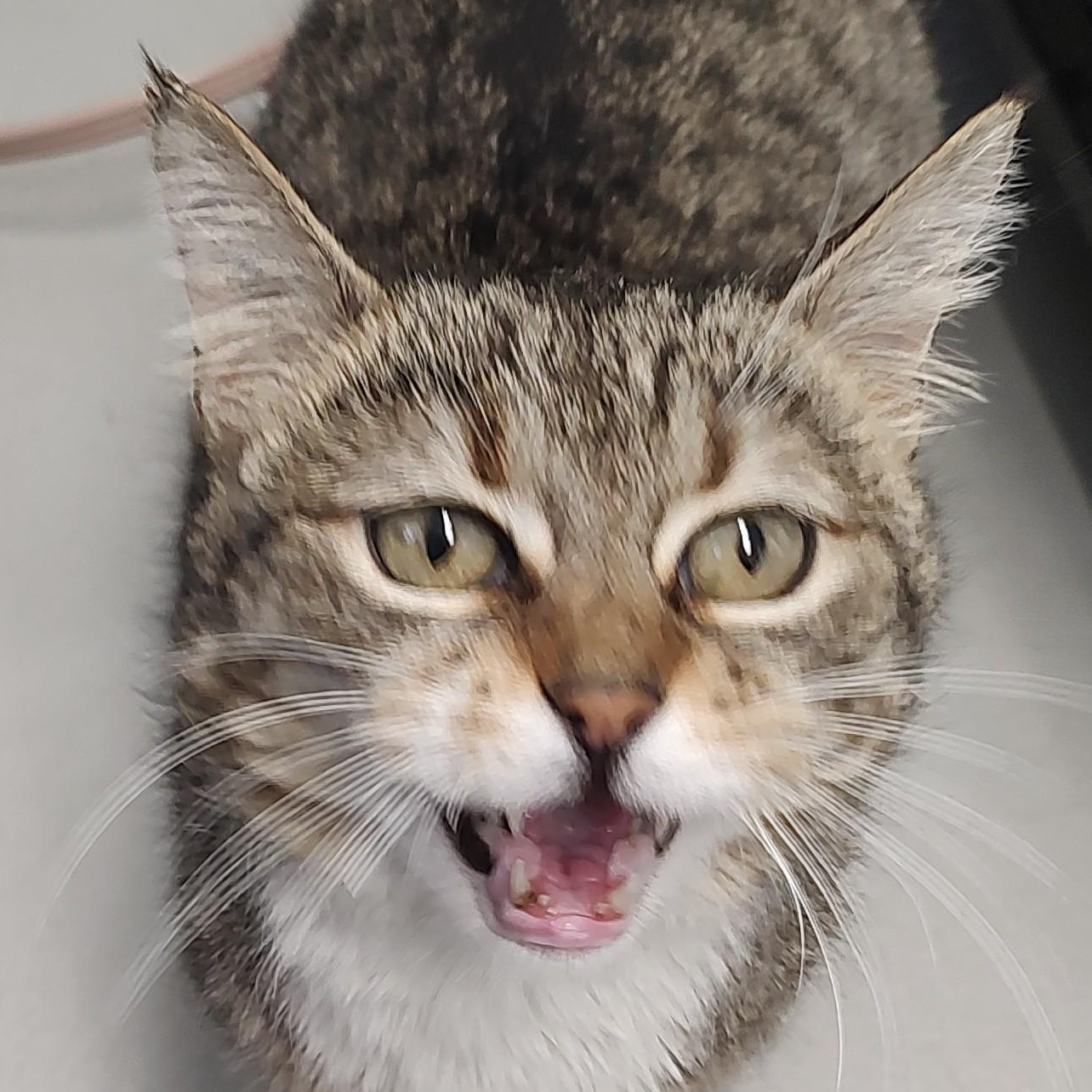 Enlarge Amethyst, a Adoptable mixed breed in Driggs, ID image 4/4