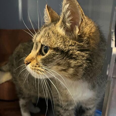 Enlarge Amethyst, a Adoptable mixed breed in Driggs, ID image 2/4