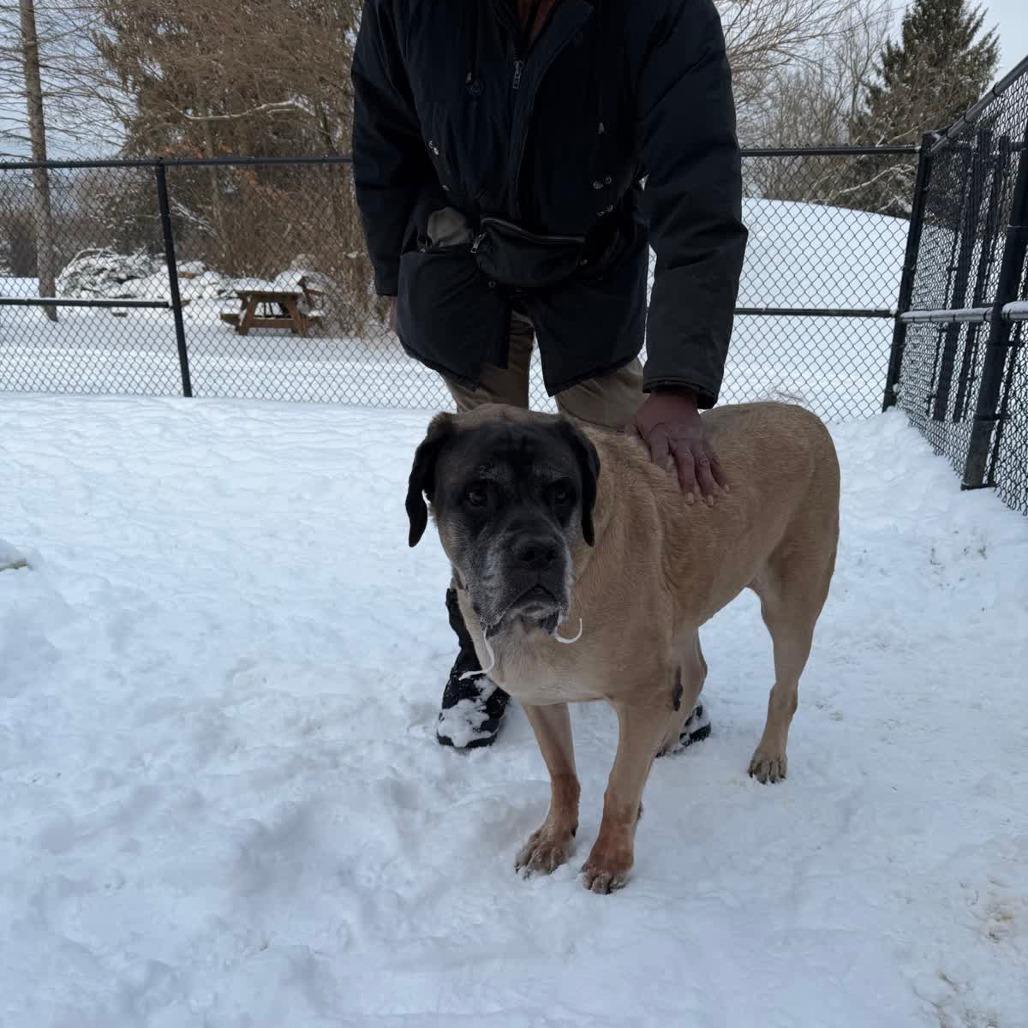 Enlarge Bentley, a Adoptable Mastiff in Columbia Station, OH image 1/6