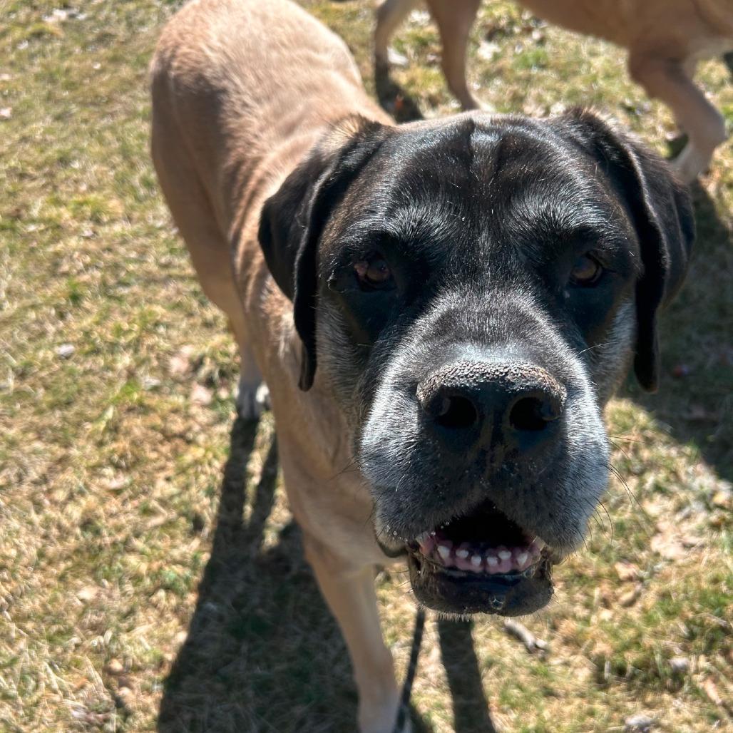 Enlarge Bentley, a Adoptable Mastiff in Columbia Station, OH image 2/6