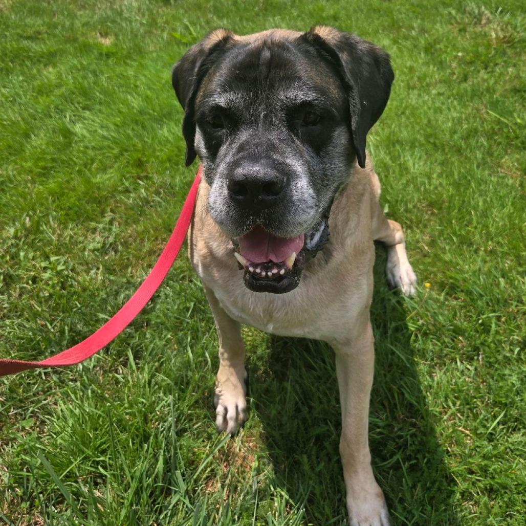Enlarge Bentley, a Adoptable Mastiff in Columbia Station, OH image 3/6