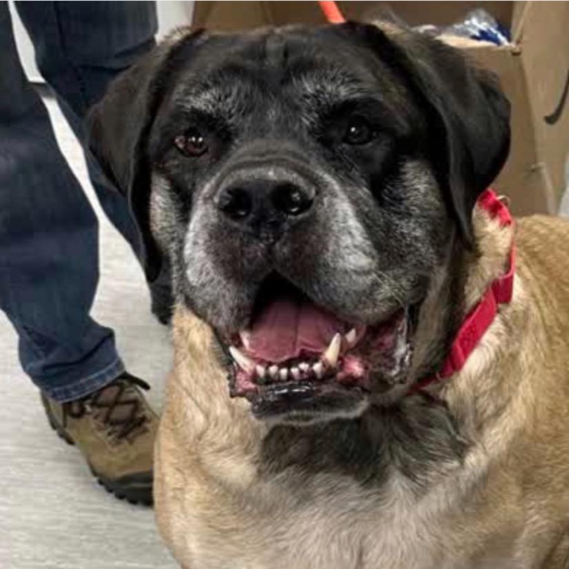 Enlarge Bentley, a Adoptable Mastiff in Columbia Station, OH image 4/6