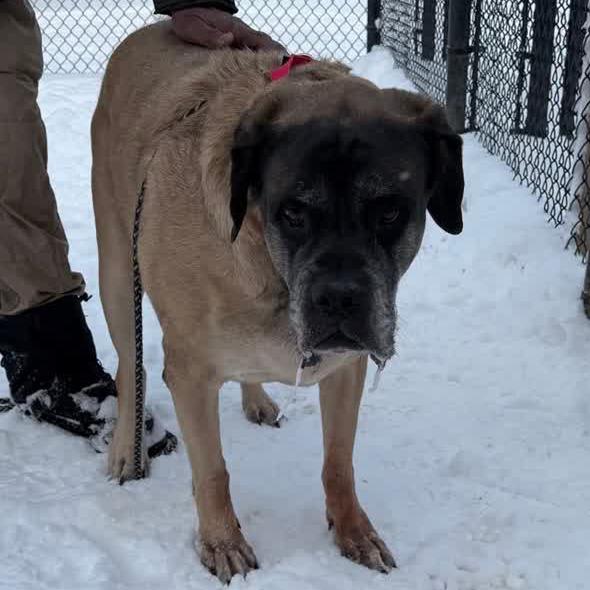 Enlarge Bentley, a Adoptable Mastiff in Columbia Station, OH image 5/6