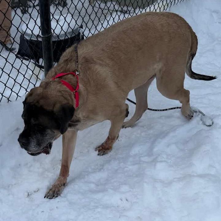 Enlarge Bentley, a Adoptable Mastiff in Columbia Station, OH image 6/6