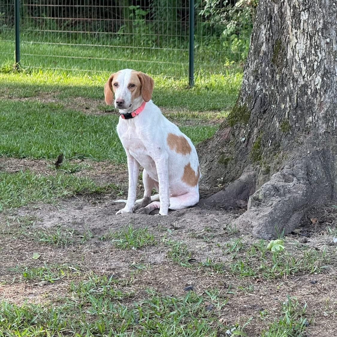 Liberty Jane, Adult Female Hound