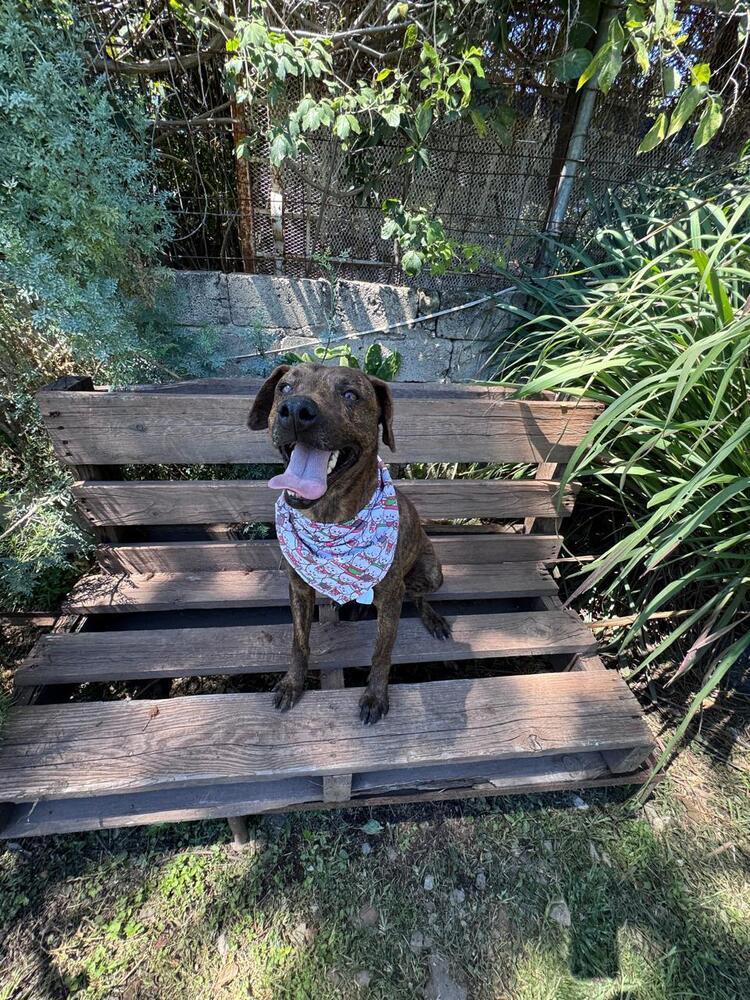 Noel, Adoptable, Adult Female Labrador Retriever.