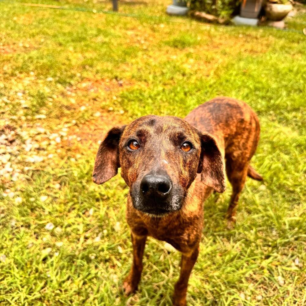 Enlarge Noel, a Adoptable mixed breed in Gig Harbor, WA image 2/5
