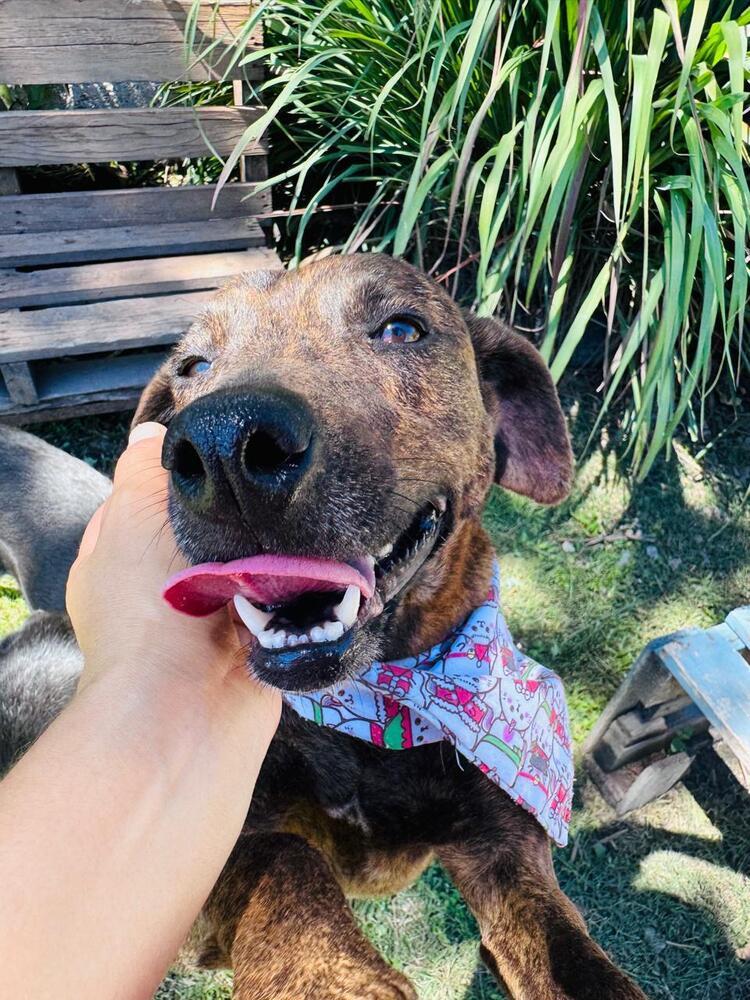 Enlarge Noel, a Adoptable mixed breed in Gig Harbor, WA image 5/5