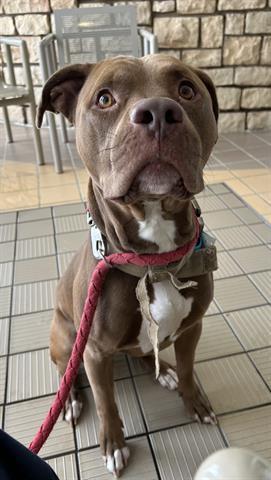 Enlarge PONCHO, a Adoptable Pit Bull Terrier in Dayton, OH image 1/1