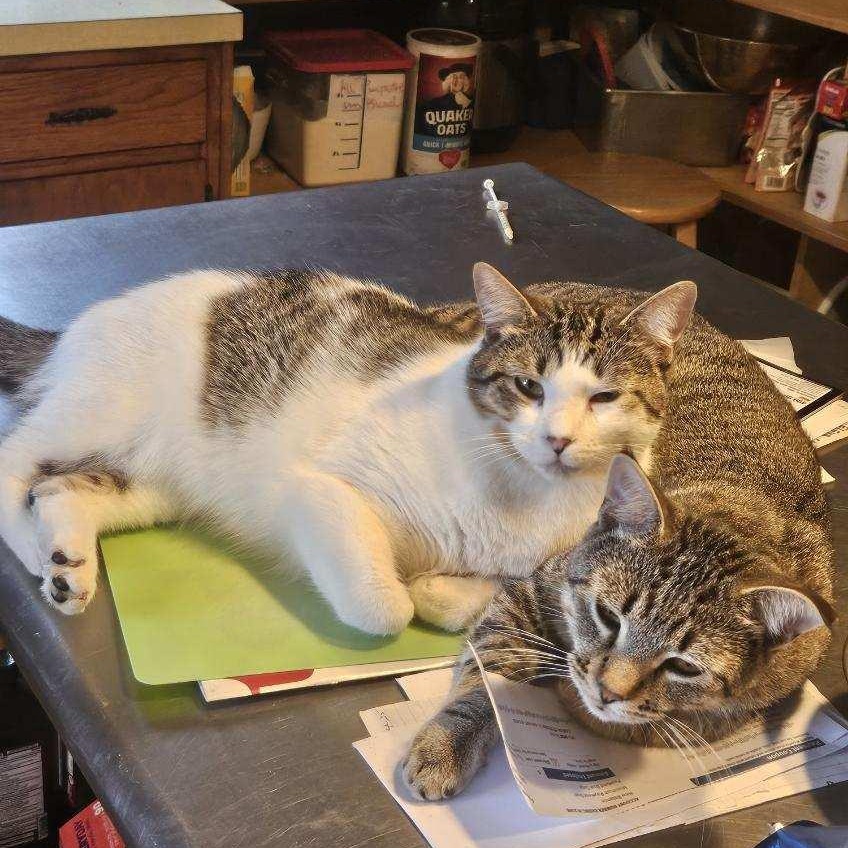 Enlarge Sonny & Sweeney, a Adoptable Domestic Short Hair in Stockholm, WI image 2/6