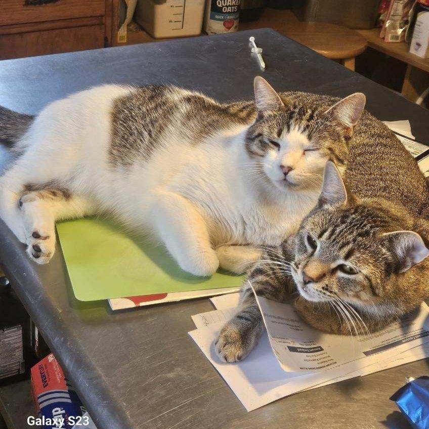 Enlarge Sonny & Sweeney, a Adoptable Domestic Short Hair in Stockholm, WI image 3/6