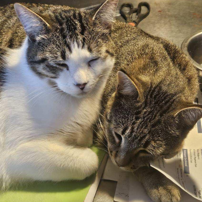 Enlarge Sonny & Sweeney, a Adoptable Domestic Short Hair in Stockholm, WI image 4/6