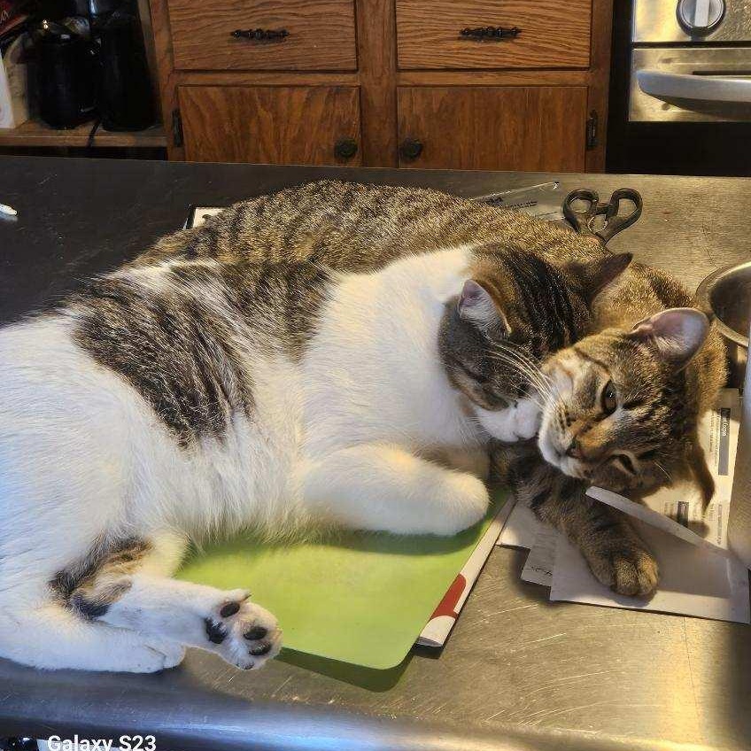 Enlarge Sonny & Sweeney, a Adoptable Domestic Short Hair in Stockholm, WI image 5/6