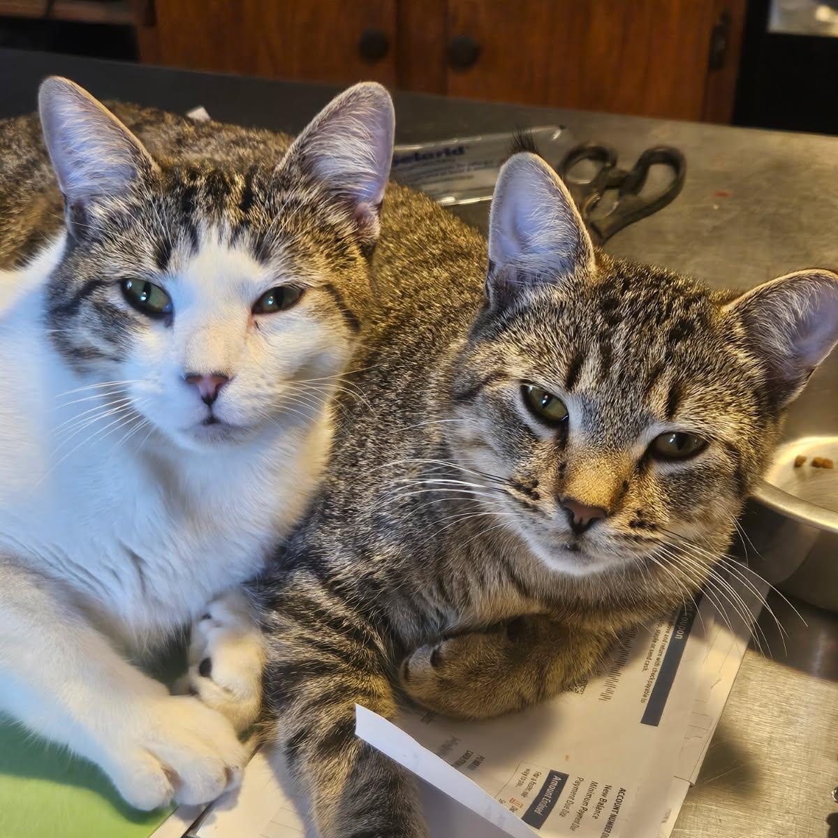 Enlarge Sonny & Sweeney, a Adoptable Domestic Short Hair in Stockholm, WI image 1/6