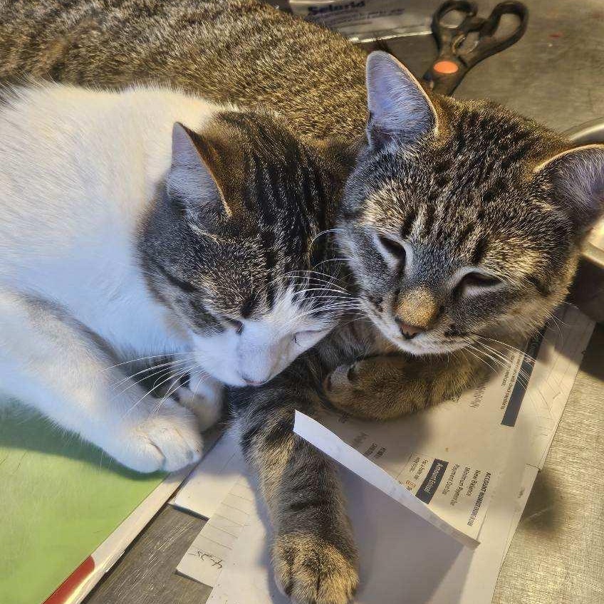 Enlarge Sonny & Sweeney, a Adoptable Domestic Short Hair in Stockholm, WI image 6/6