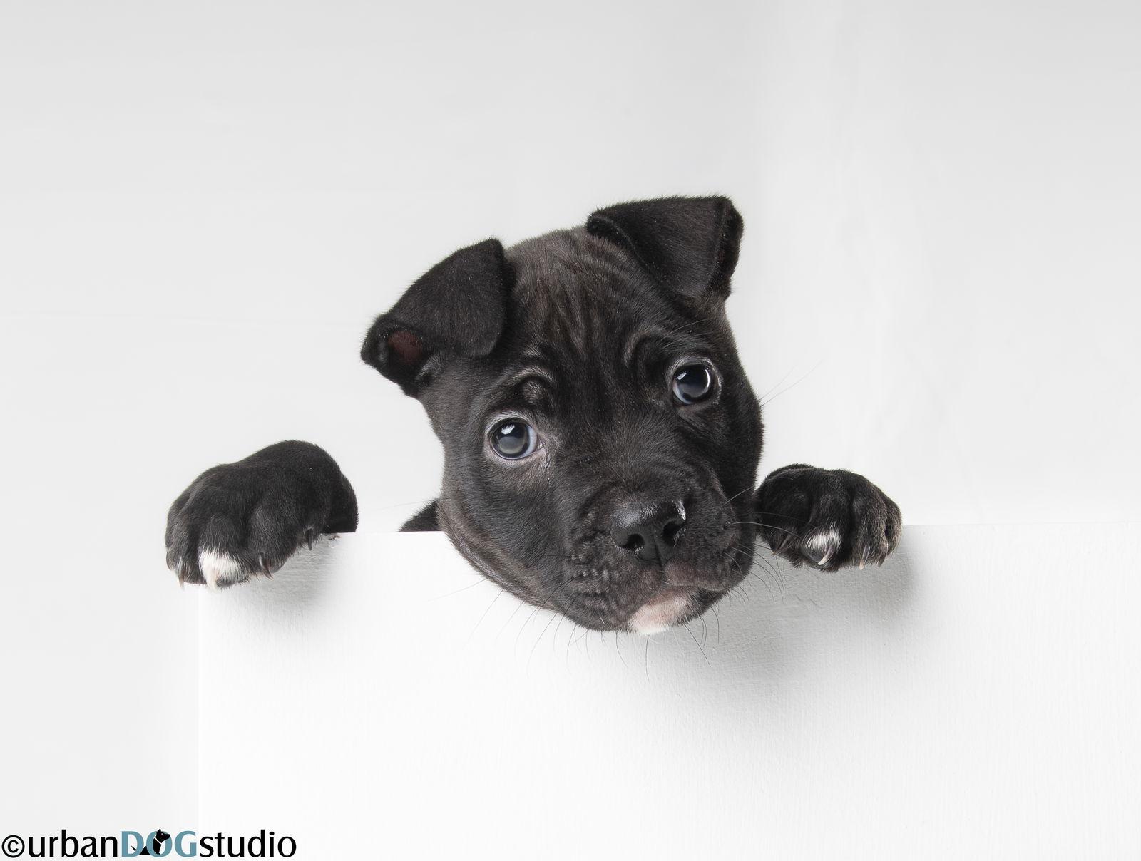 Licorice - F, Adoptable, Puppy Female Labrador Retriever.