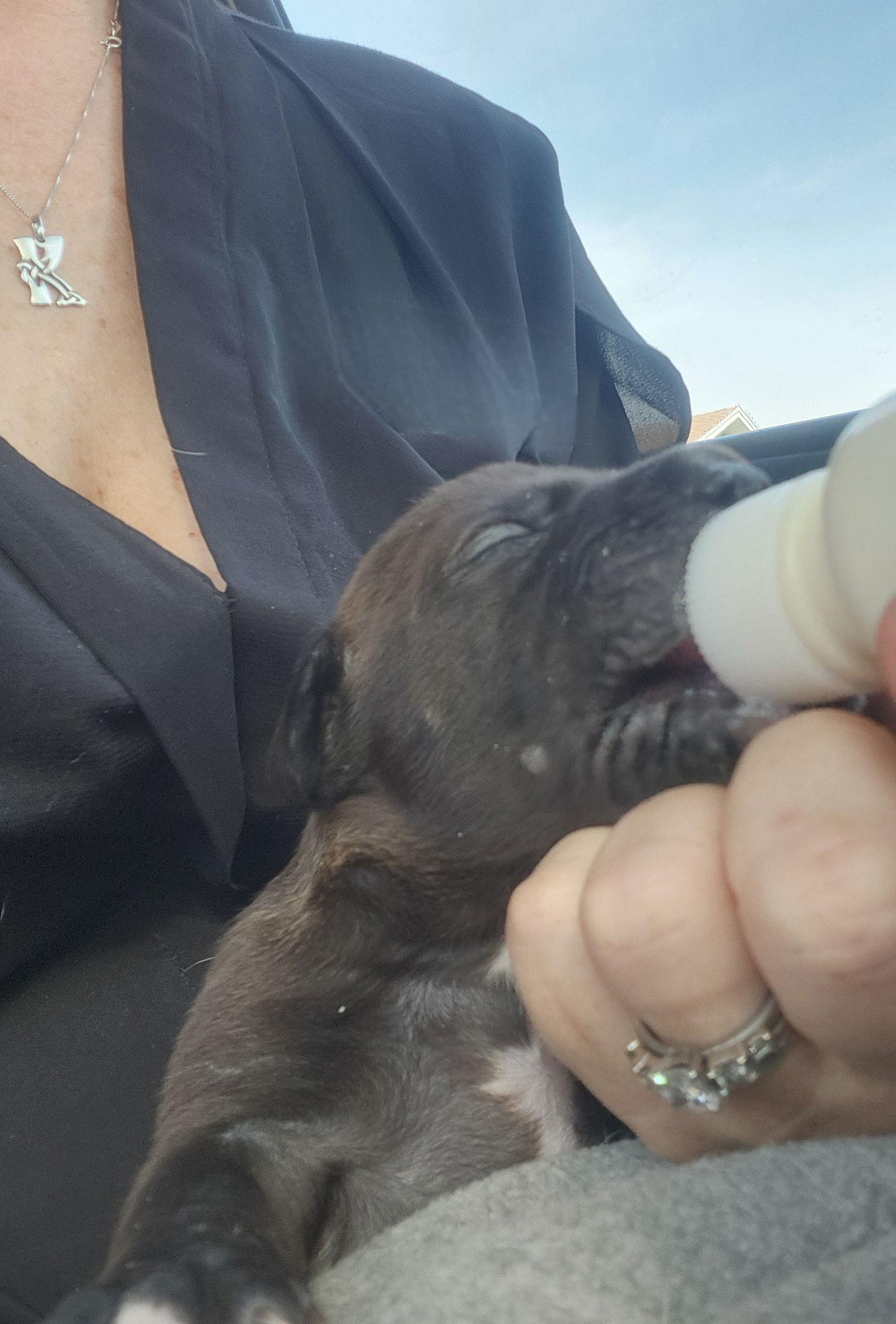 Licorice - F, Adoptable, Puppy Female Labrador Retriever.