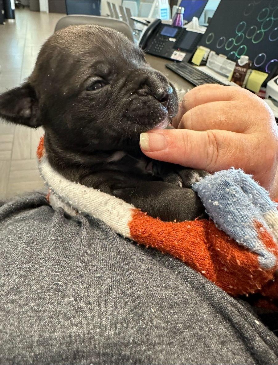 Licorice - F, a Adoptable Labrador Retriever in Tampa, FL image 2/3