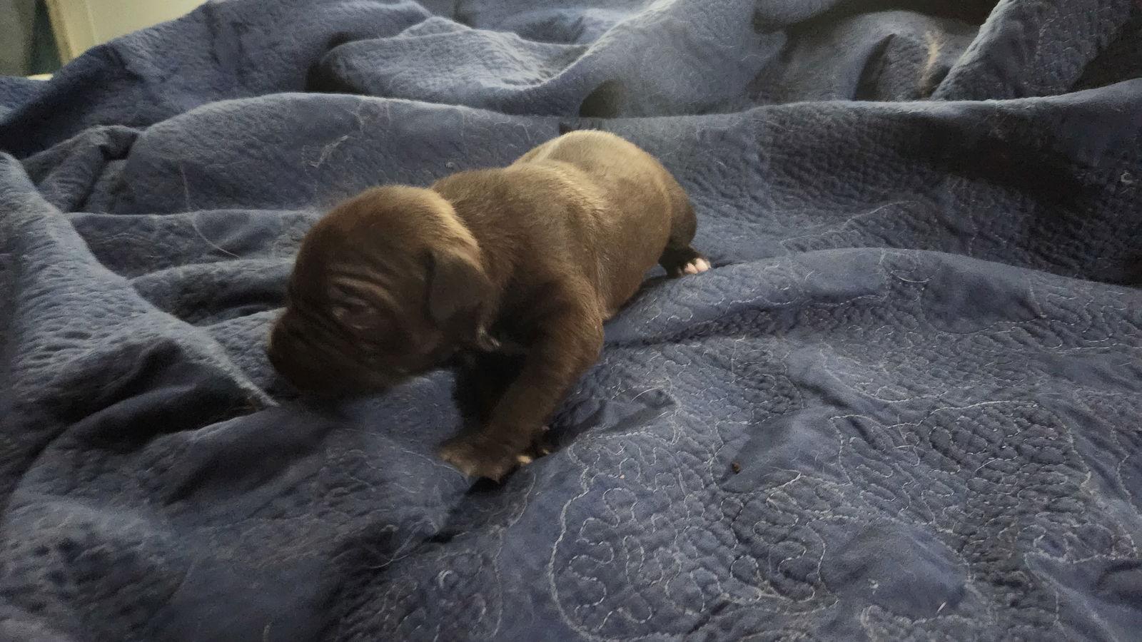 Licorice - F, a Adoptable Labrador Retriever in Tampa, FL image 3/3