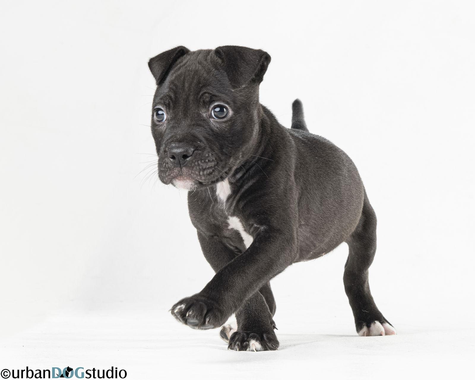 Enlarge Licorice - F, a Adoptable Labrador Retriever in Tampa, FL image 2/3