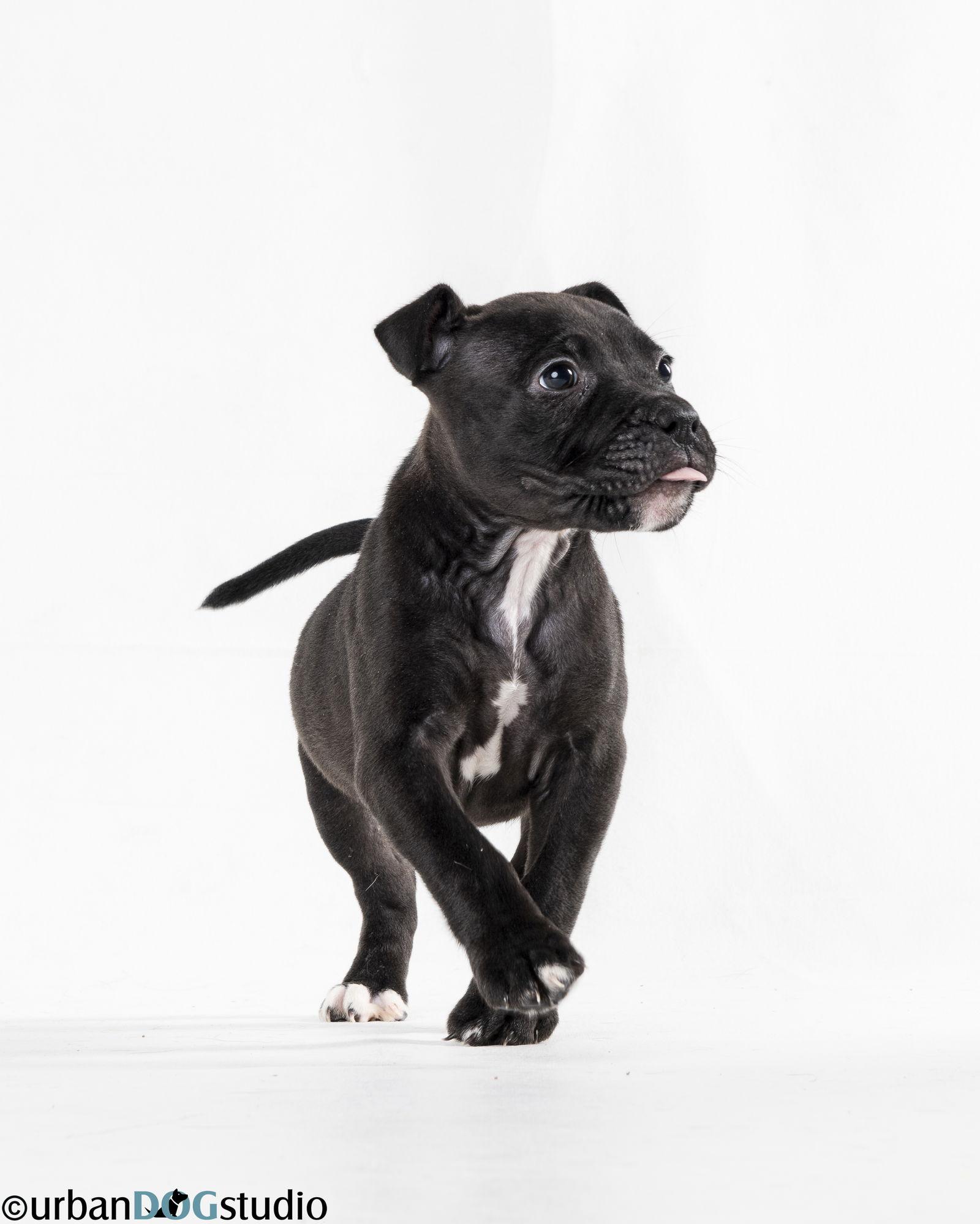 Enlarge Licorice - F, a Adoptable Labrador Retriever in Tampa, FL image 3/3