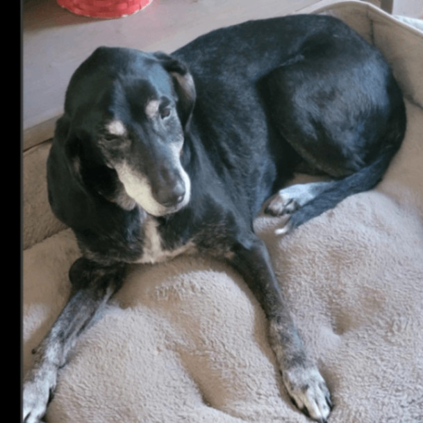 Enlarge Miley, a Adopted mixed breed in Parkton, MD image 1/1