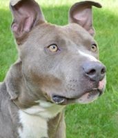 Robbie, a Adoptable mixed breed in Roselle, IL image 1/10