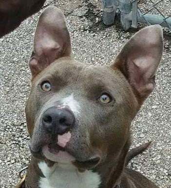 Robbie, a Adoptable mixed breed in Roselle, IL image 2/10