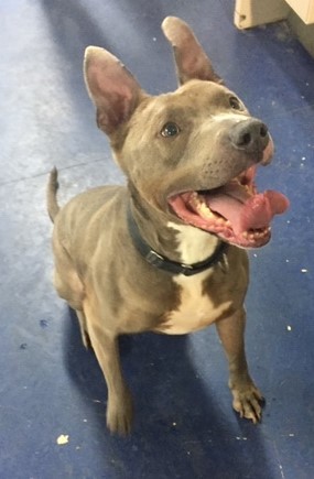 Robbie, a Adoptable mixed breed in Roselle, IL image 3/10