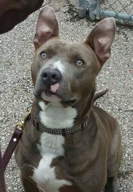 Robbie, a Adoptable mixed breed in Roselle, IL image 4/10