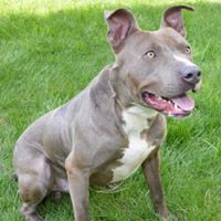 Robbie, a Adoptable mixed breed in Roselle, IL image 5/10