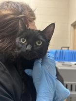 Darlynn, adopted, Young Female Domestic Short Hair.