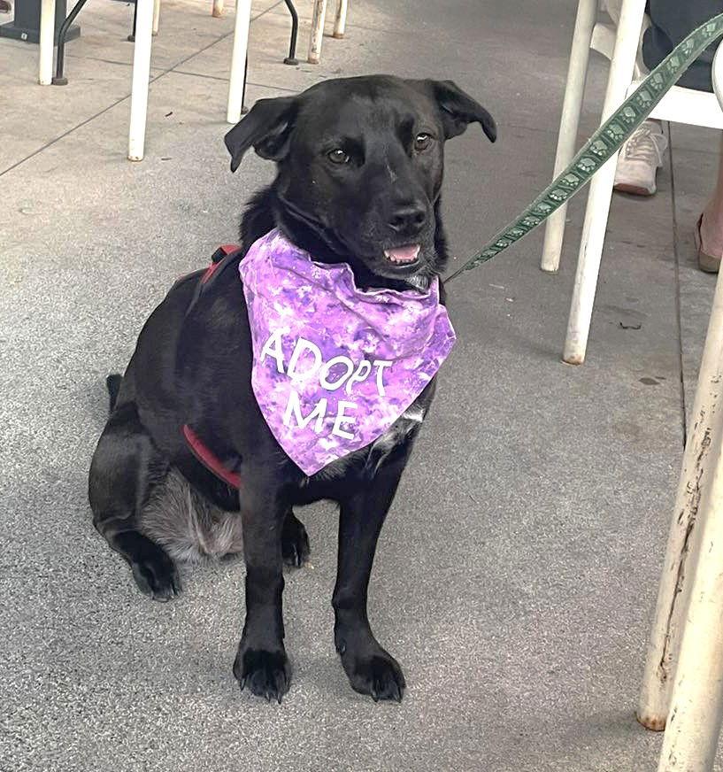 Nori, Adoptable, Adult Female Labrador Retriever & American Staffordshire Terrier.