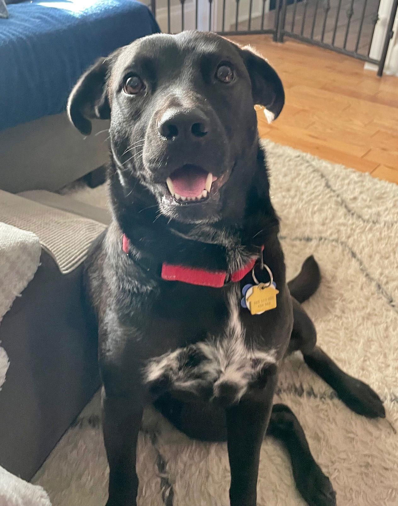 Nori, a Adoptable Labrador Retriever in Winter Park, CO image 1/3