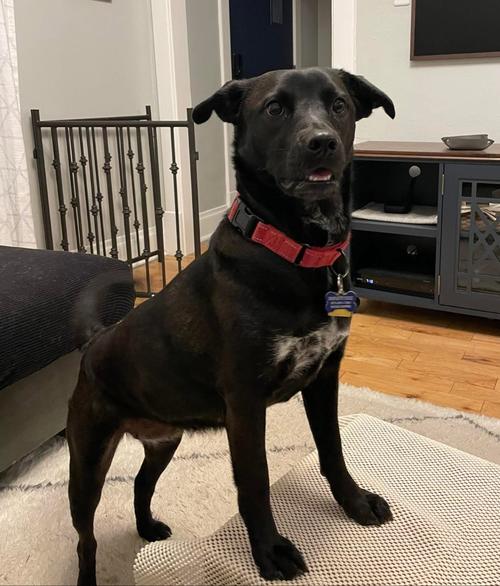 Nori, a Adoptable Labrador Retriever in Winter Park, CO image 2/3