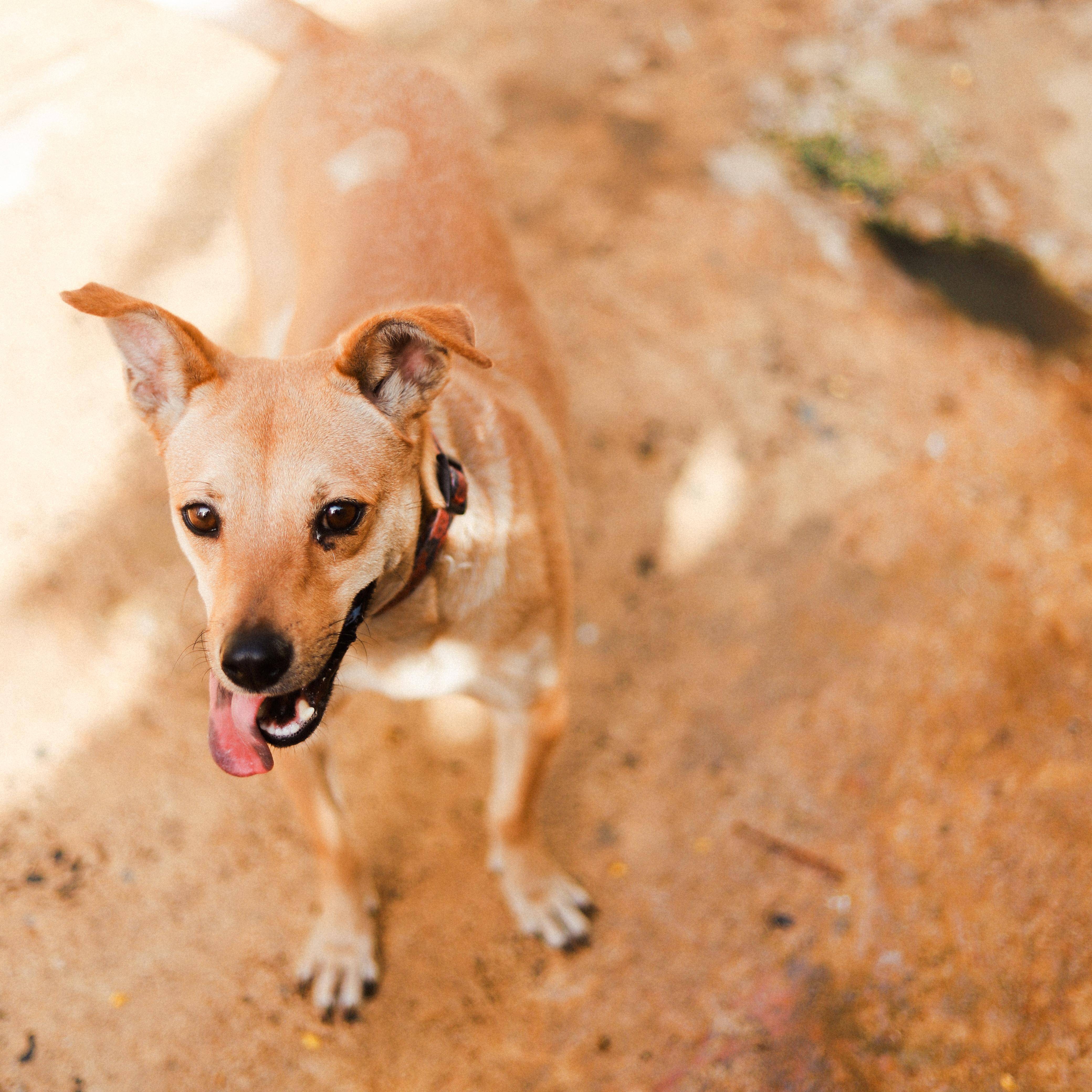 Enlarge Dora, a ADOPTABLE Mixed Breed in San Juan, PR image 2/4