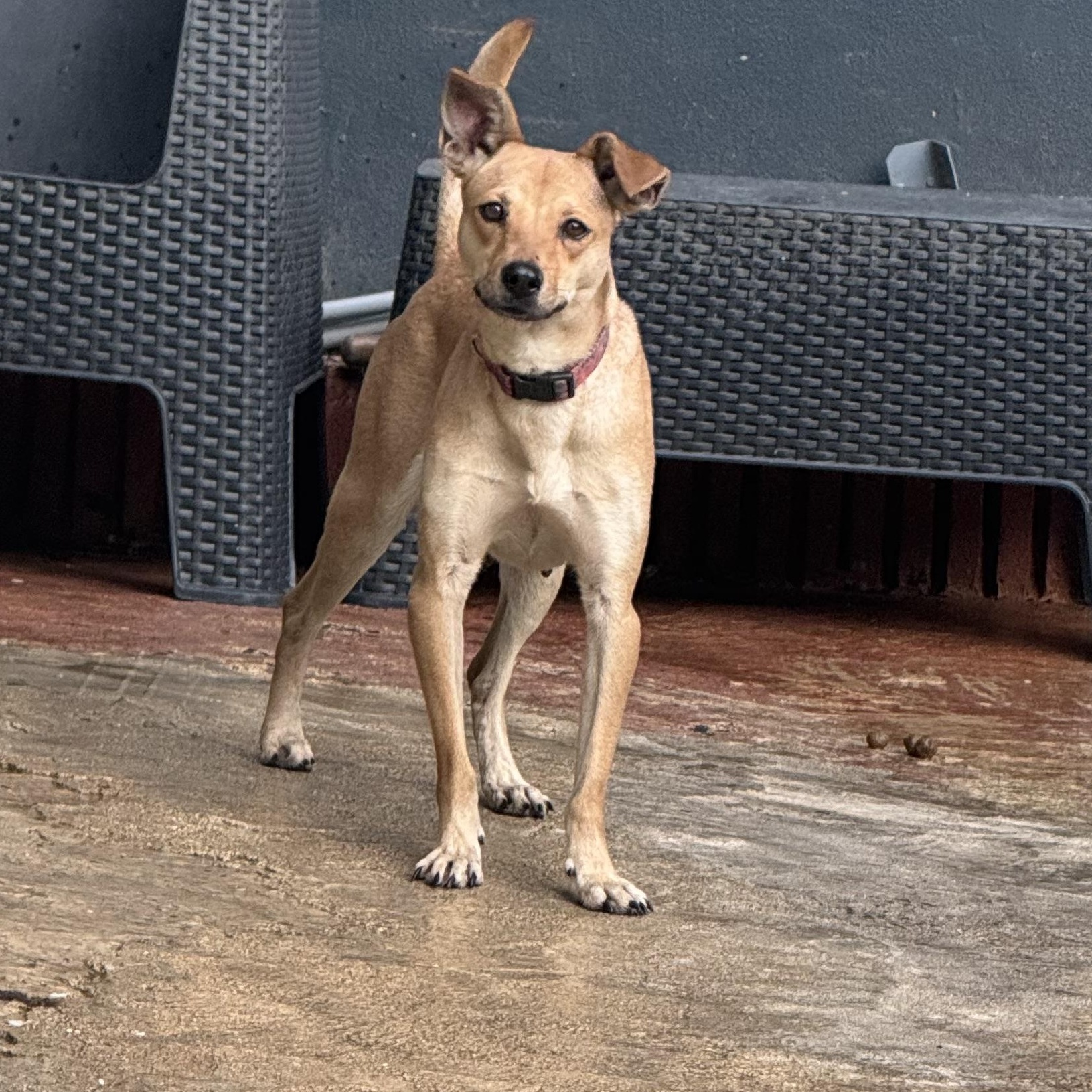 Dora, a ADOPTABLE Mixed Breed in San Juan, PR image 3/3