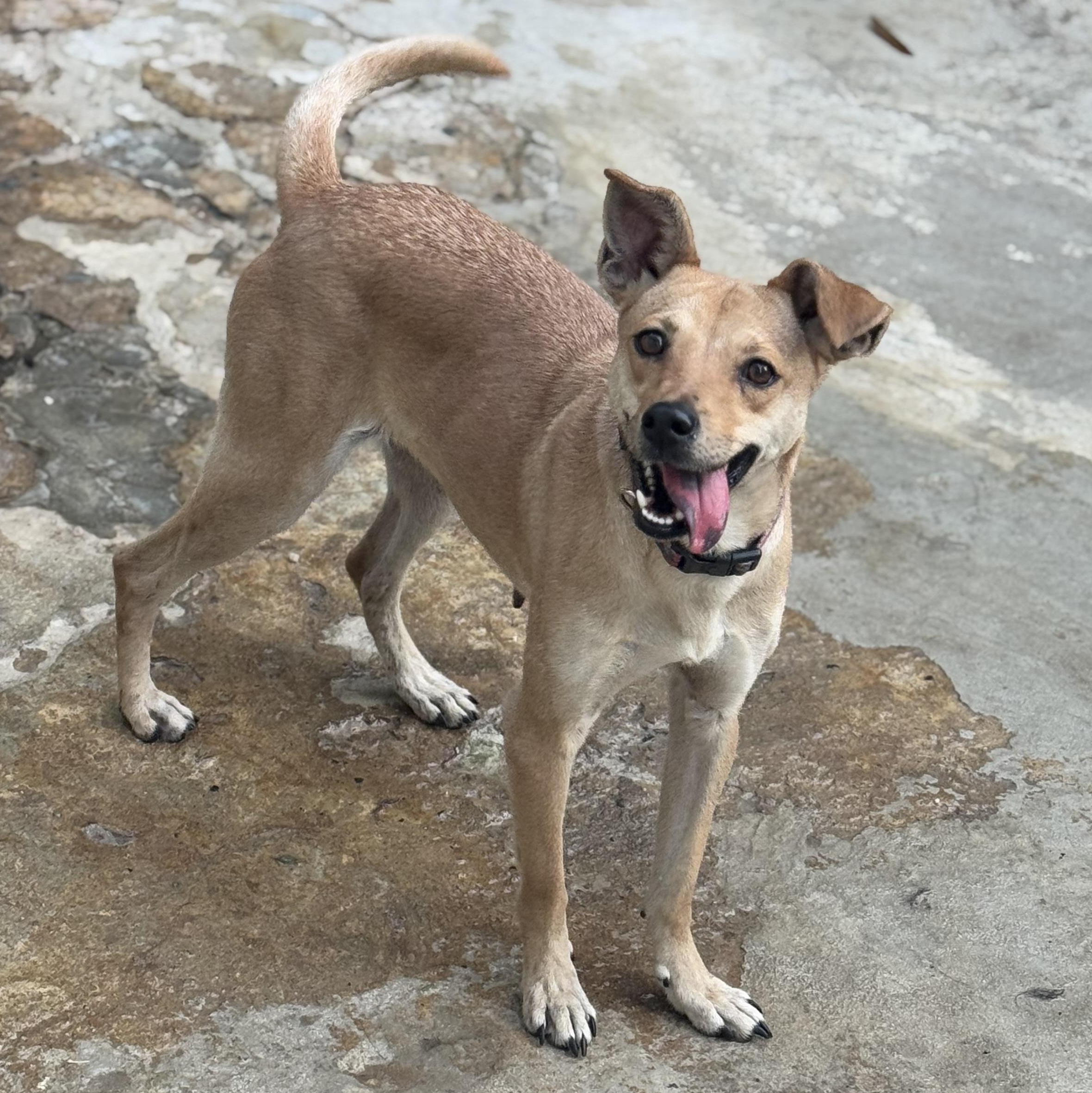 Dora, ADOPTABLE, Young Female Mixed Breed.