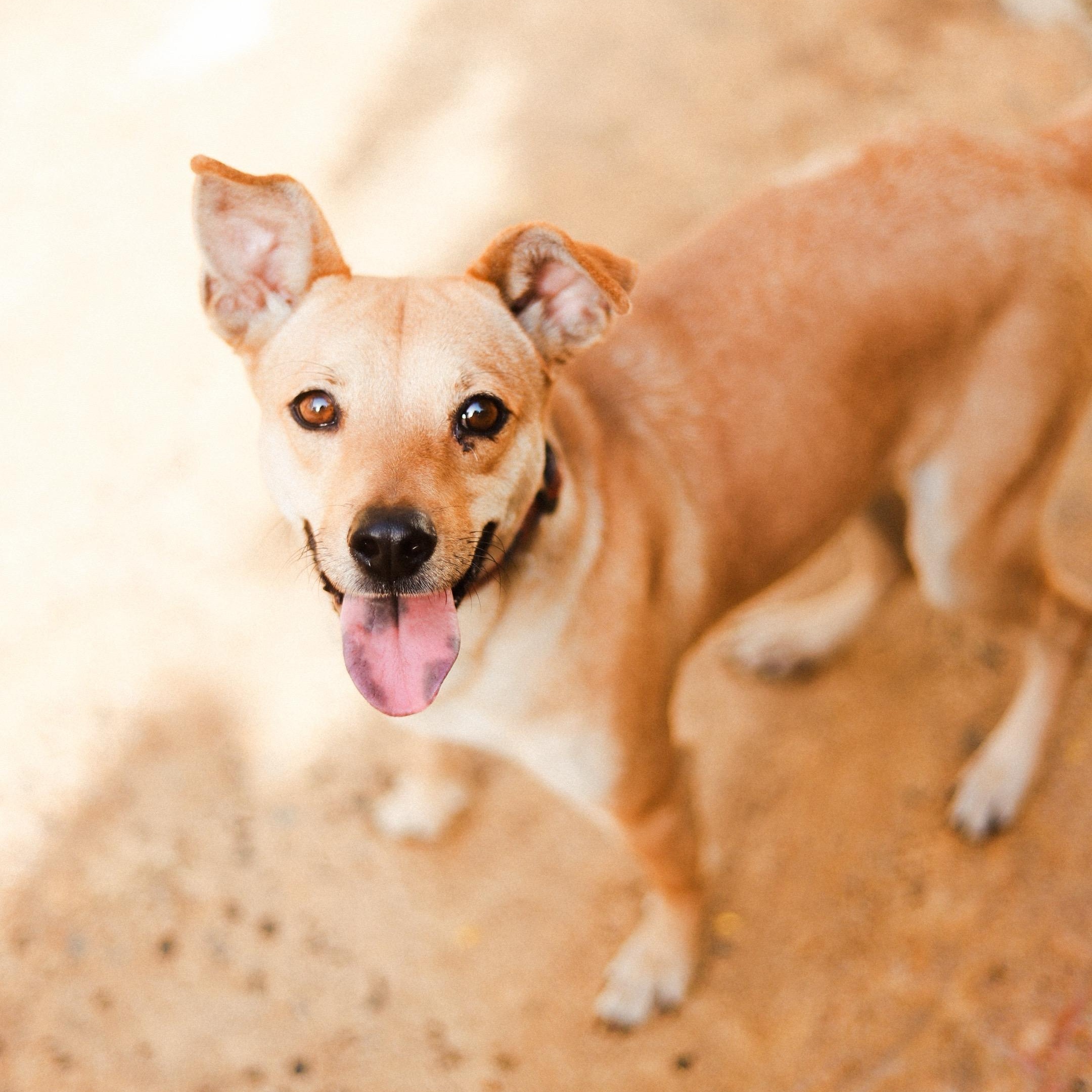 Dora, ADOPTABLE, Young Female Mixed Breed.