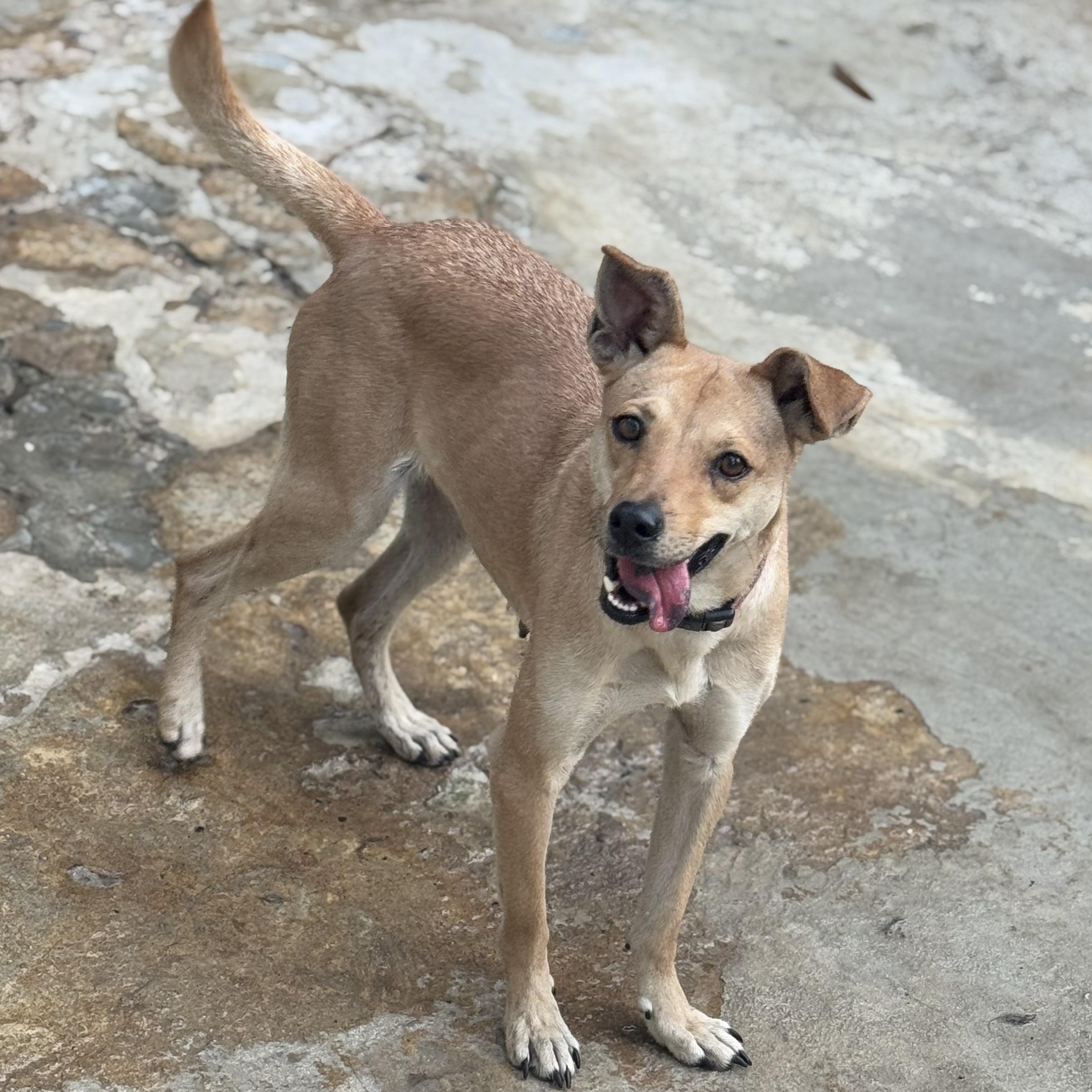 Dora, a ADOPTABLE Mixed Breed in San Juan, PR image 2/3