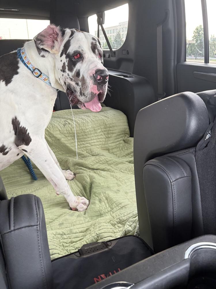 Enlarge Ghost, a Adoptable Great Dane in Oswego, IL image 1/6