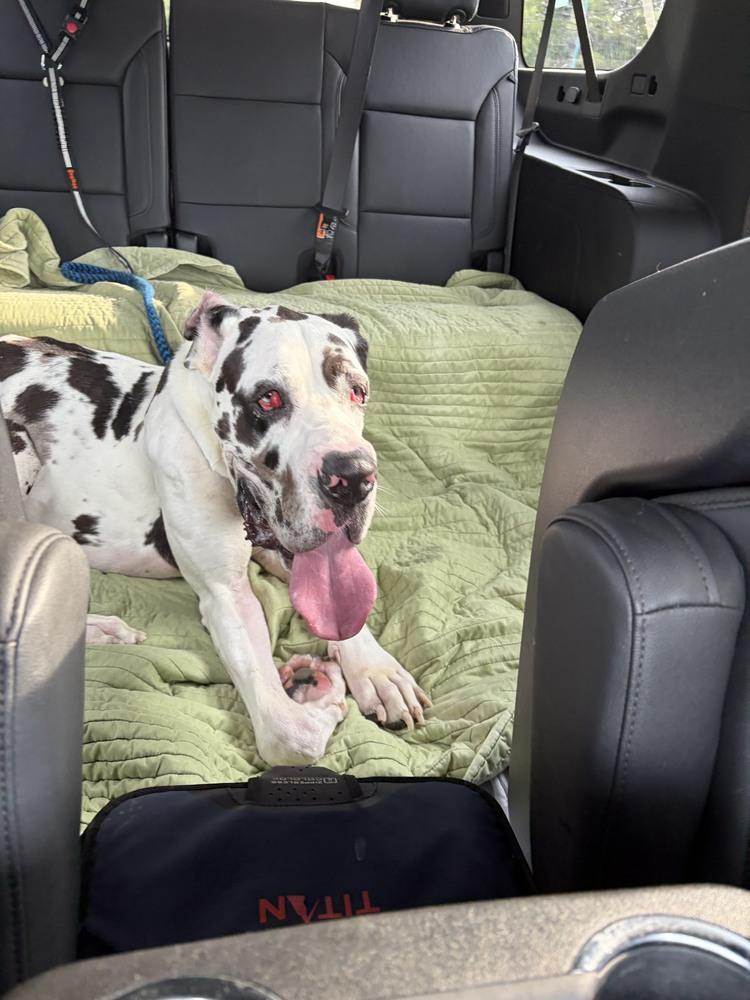 Enlarge Ghost, a Adoptable Great Dane in Oswego, IL image 2/6