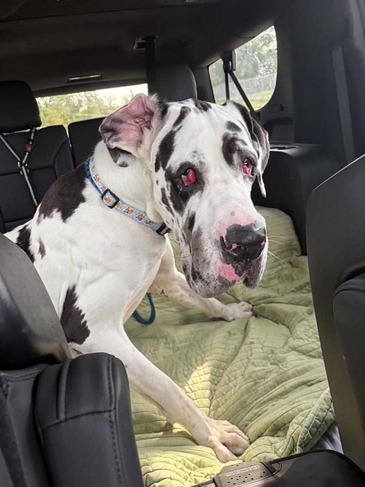 Enlarge Ghost, a Adoptable Great Dane in Oswego, IL image 3/6