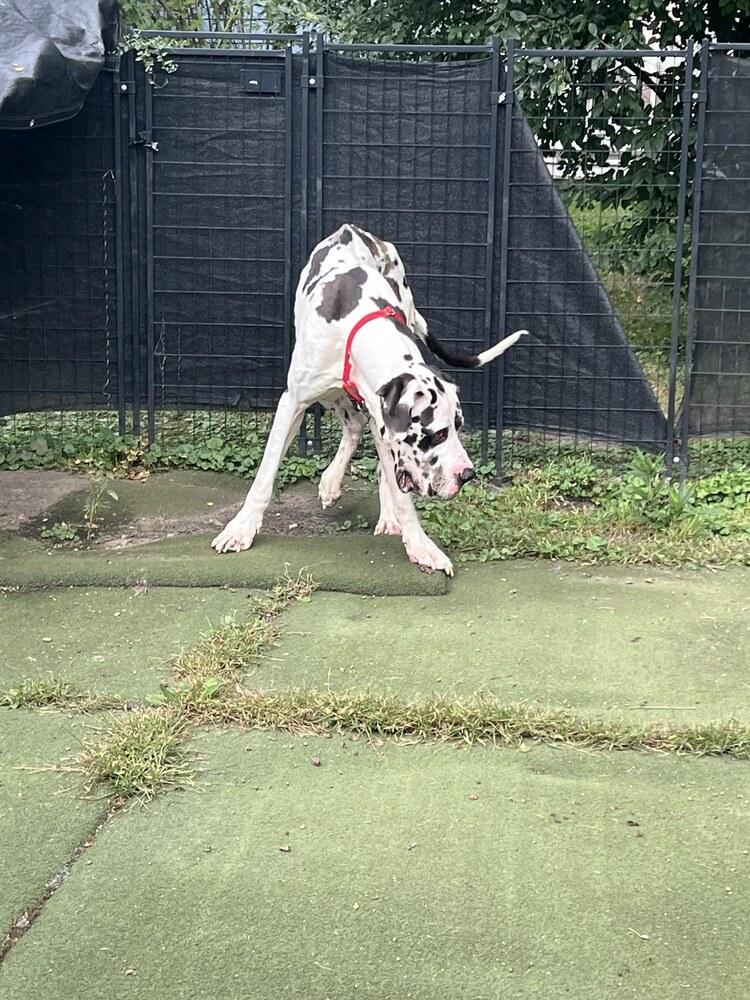 Enlarge Ghost, a Adoptable Great Dane in Oswego, IL image 4/6