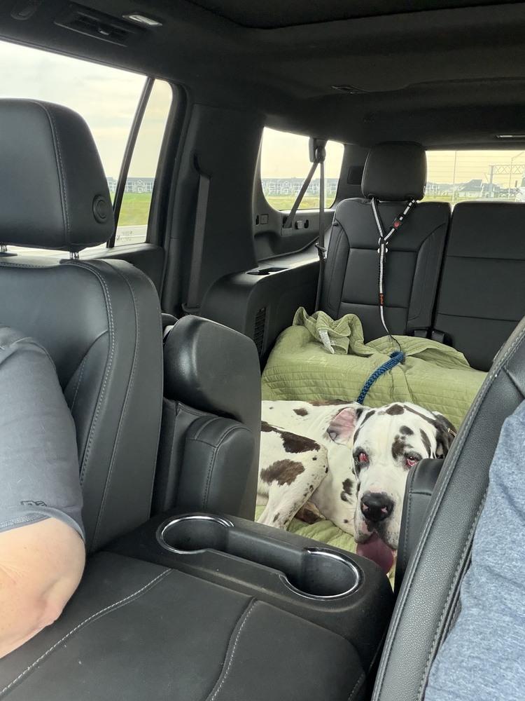 Enlarge Ghost, a Adoptable Great Dane in Oswego, IL image 5/6