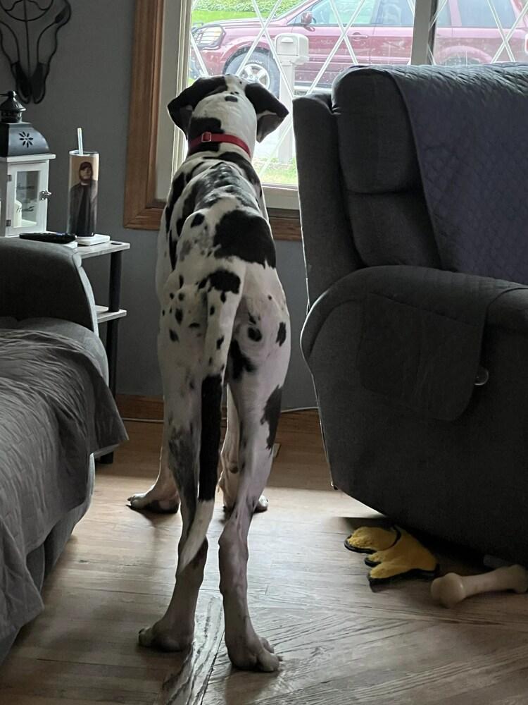Enlarge Ghost, a Adoptable Great Dane in Oswego, IL image 6/6